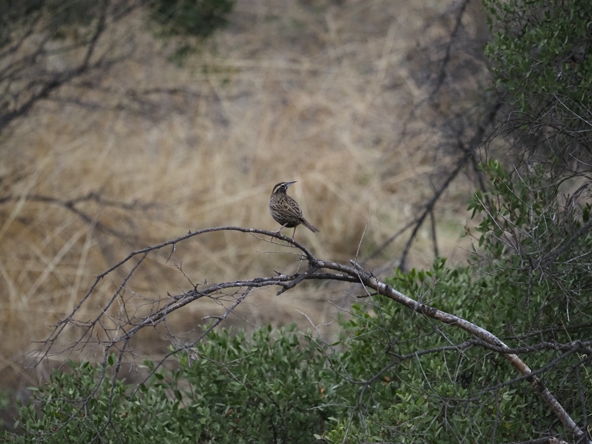 Long-tailed Meadowlark - ML619964051
