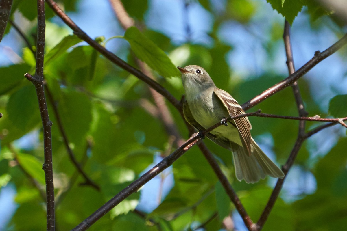 Least Flycatcher - ML619964055