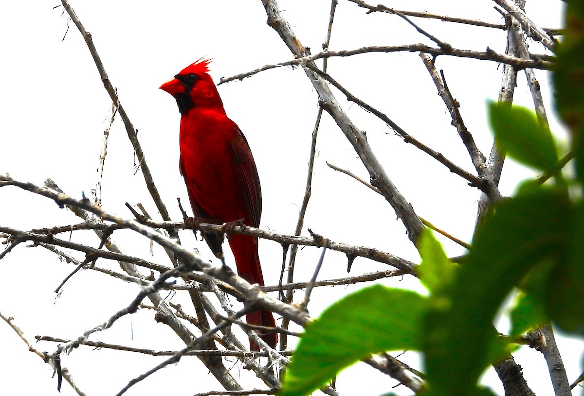 Cardinal rouge - ML619964056