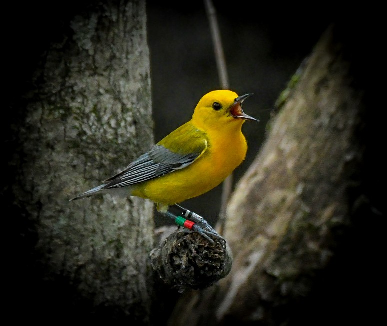 Prothonotary Warbler - ML619964065