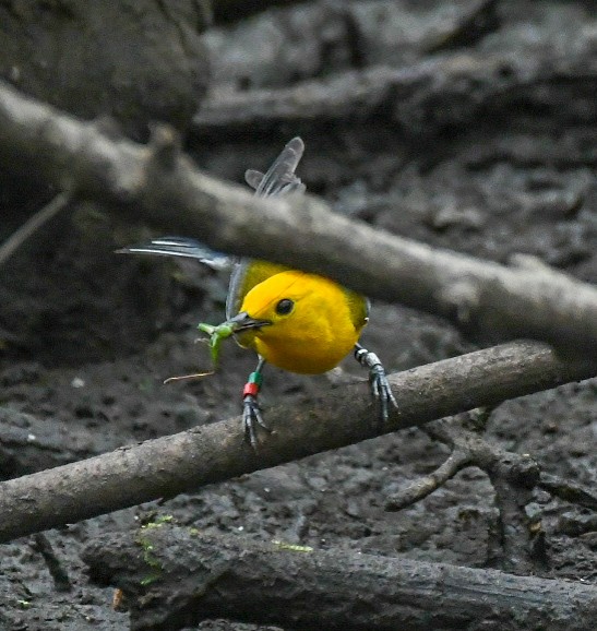 Prothonotary Warbler - ML619964066