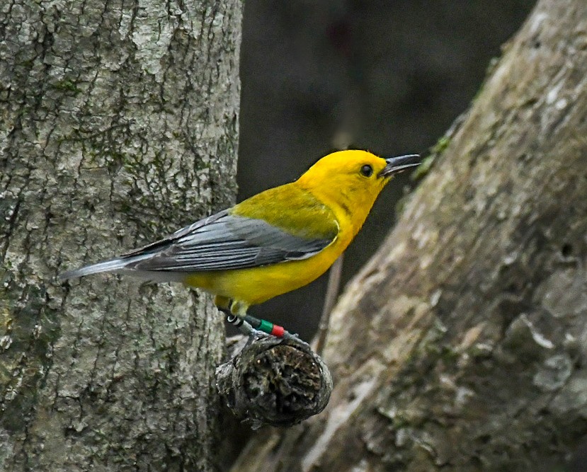 Prothonotary Warbler - ML619964067