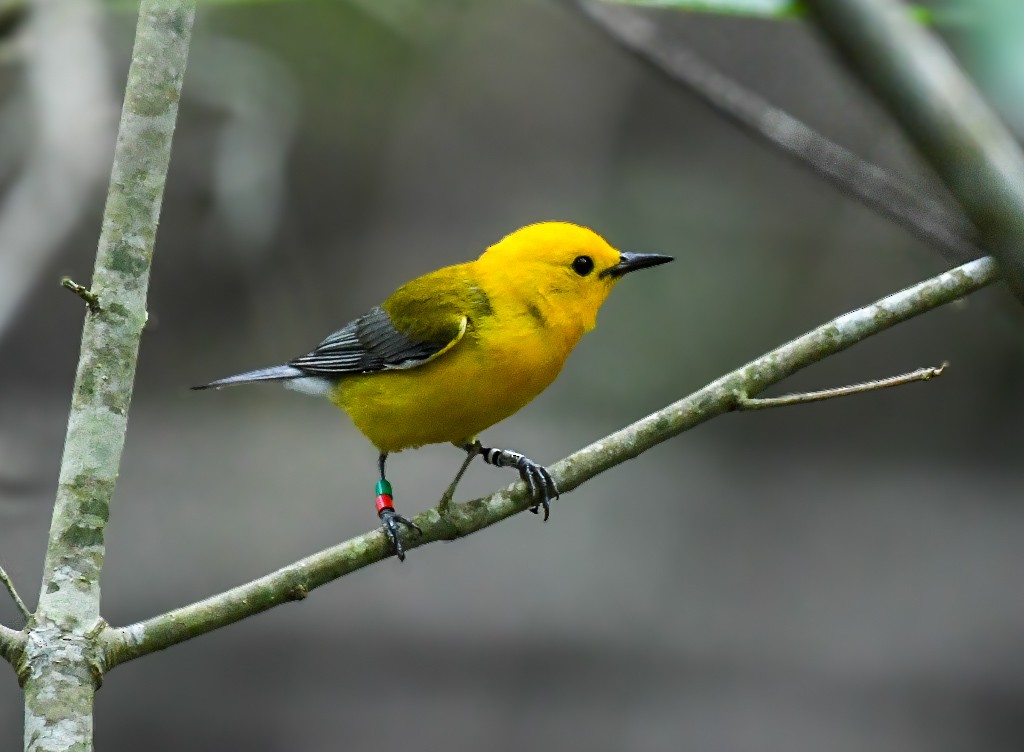 Prothonotary Warbler - ML619964068