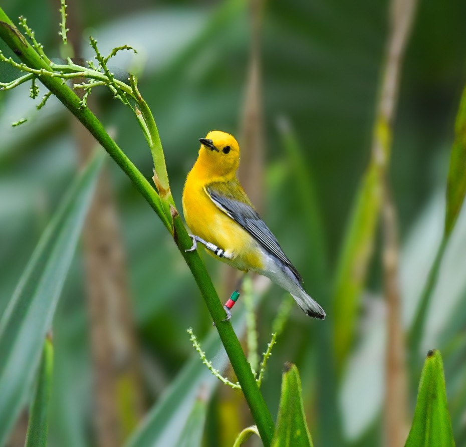 Prothonotary Warbler - ML619964069