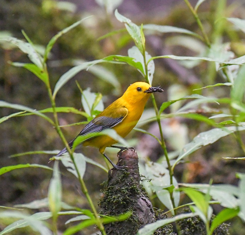 Prothonotary Warbler - ML619964070