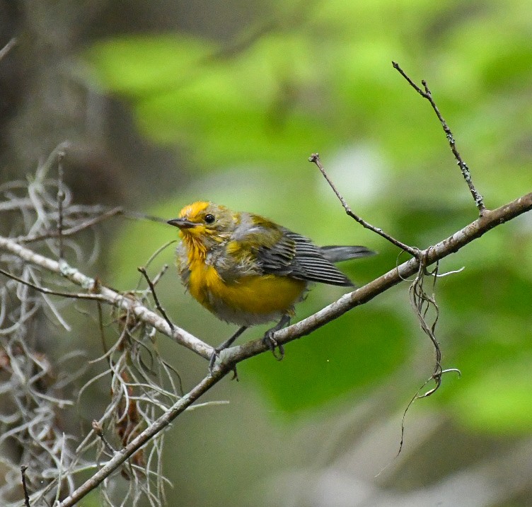 Prothonotary Warbler - ML619964071