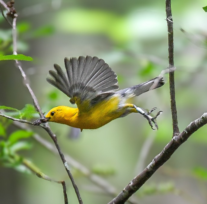 Prothonotary Warbler - ML619964072