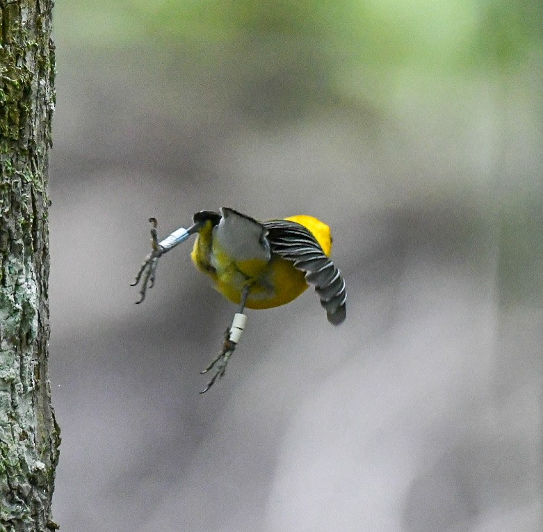 Prothonotary Warbler - ML619964073