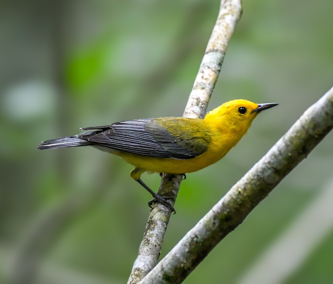 Prothonotary Warbler - ML619964074