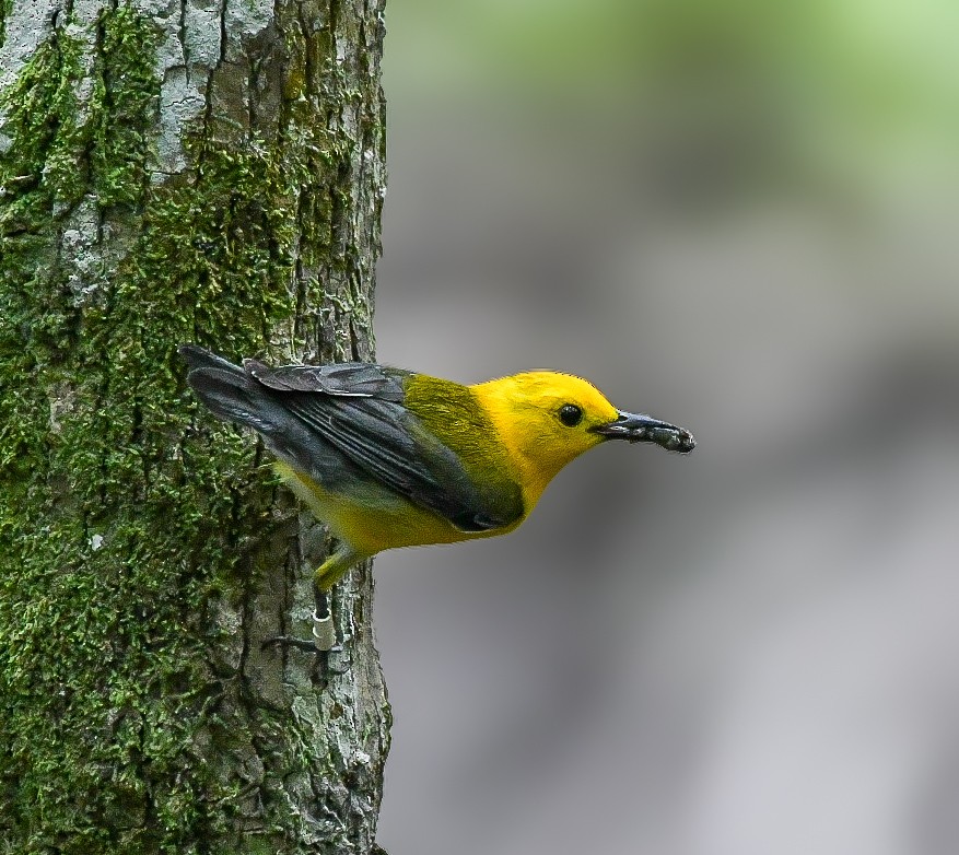 Prothonotary Warbler - ML619964075