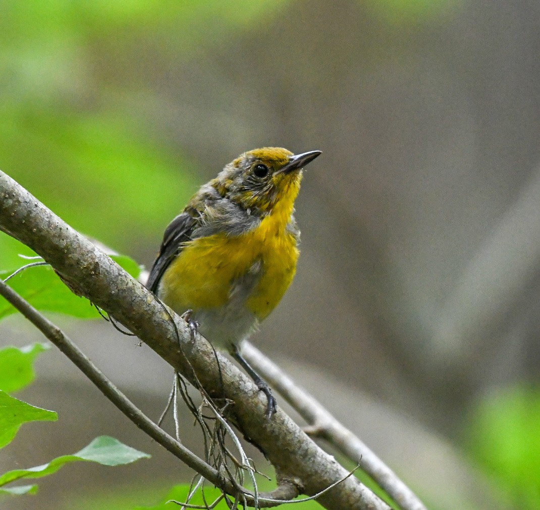 Prothonotary Warbler - ML619964076