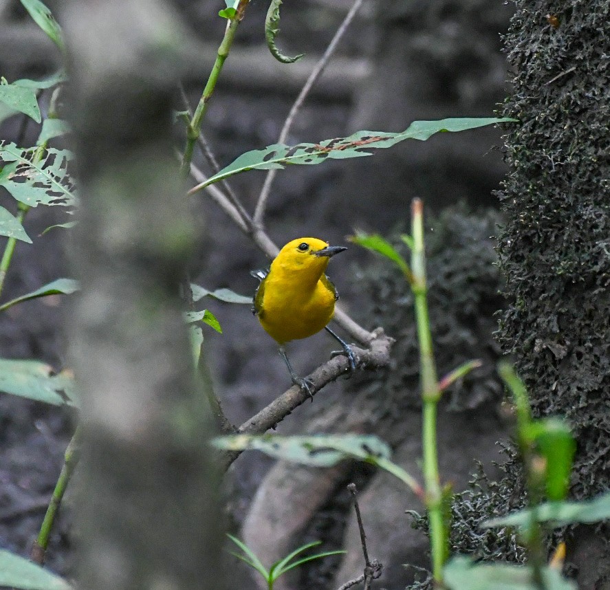 Prothonotary Warbler - ML619964077