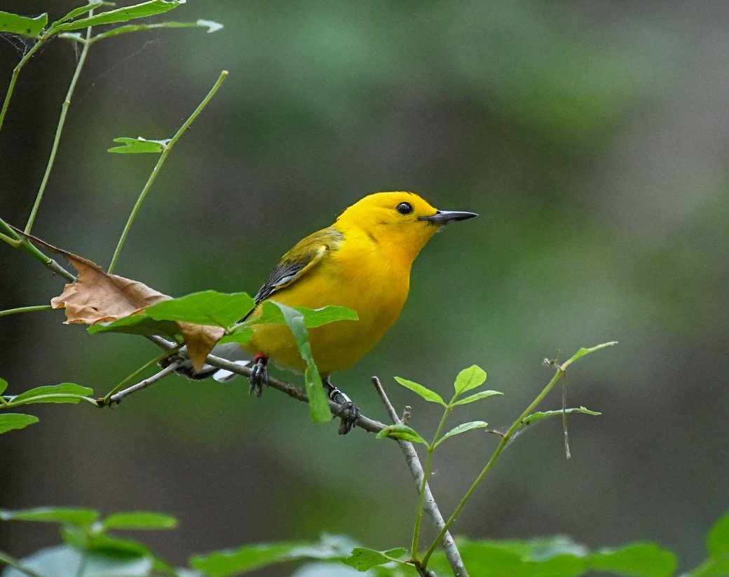 Prothonotary Warbler - ML619964078