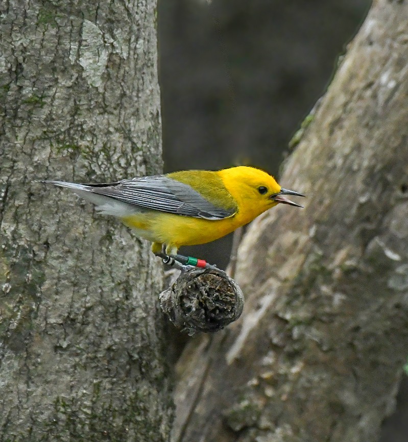 Prothonotary Warbler - ML619964079
