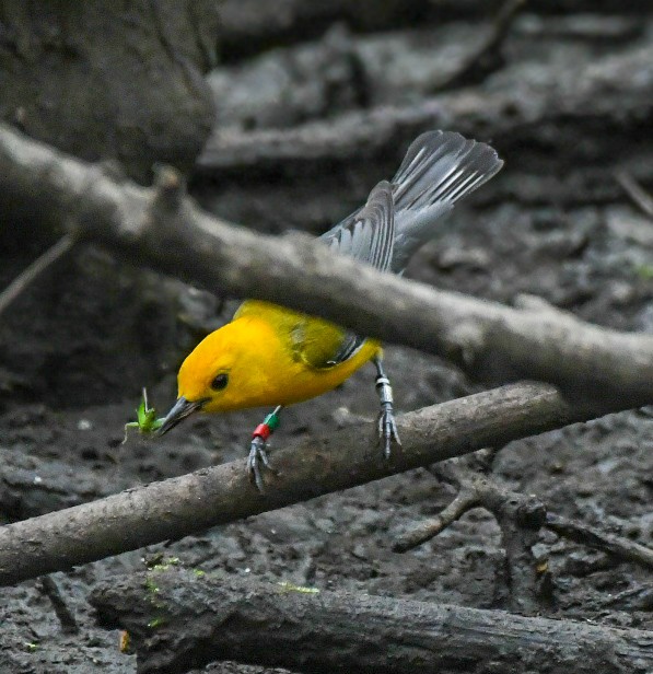 Prothonotary Warbler - ML619964080
