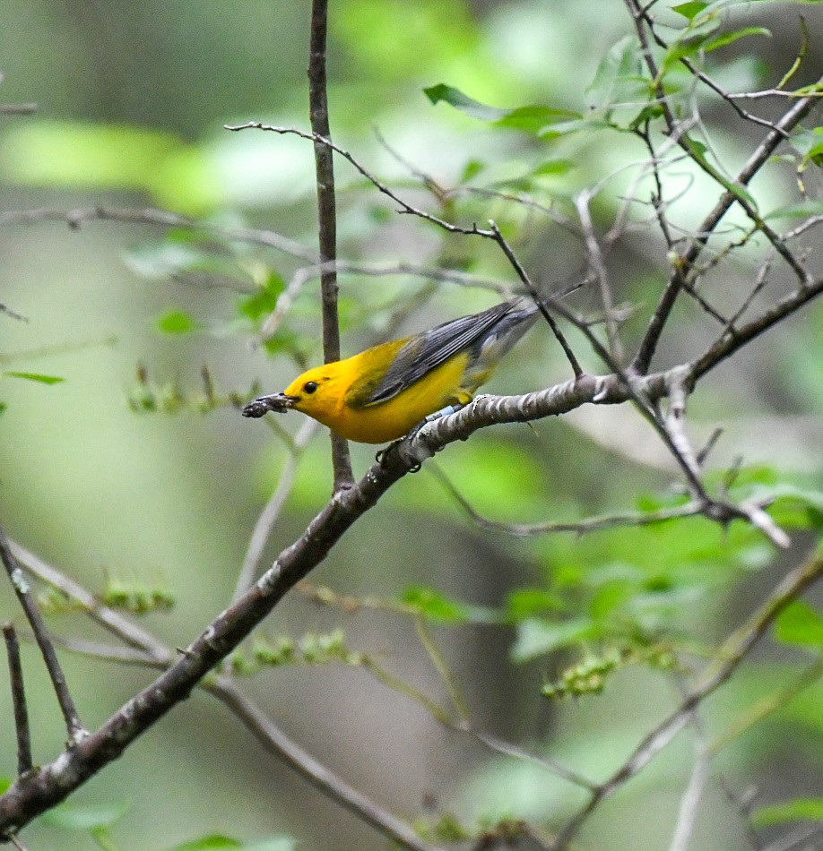 Prothonotary Warbler - ML619964081