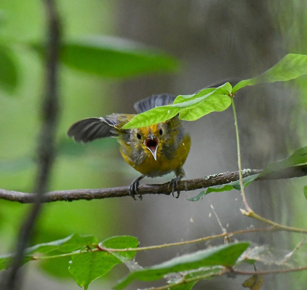 Prothonotary Warbler - ML619964082