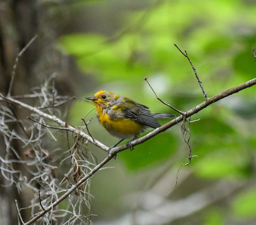 Prothonotary Warbler - ML619964083