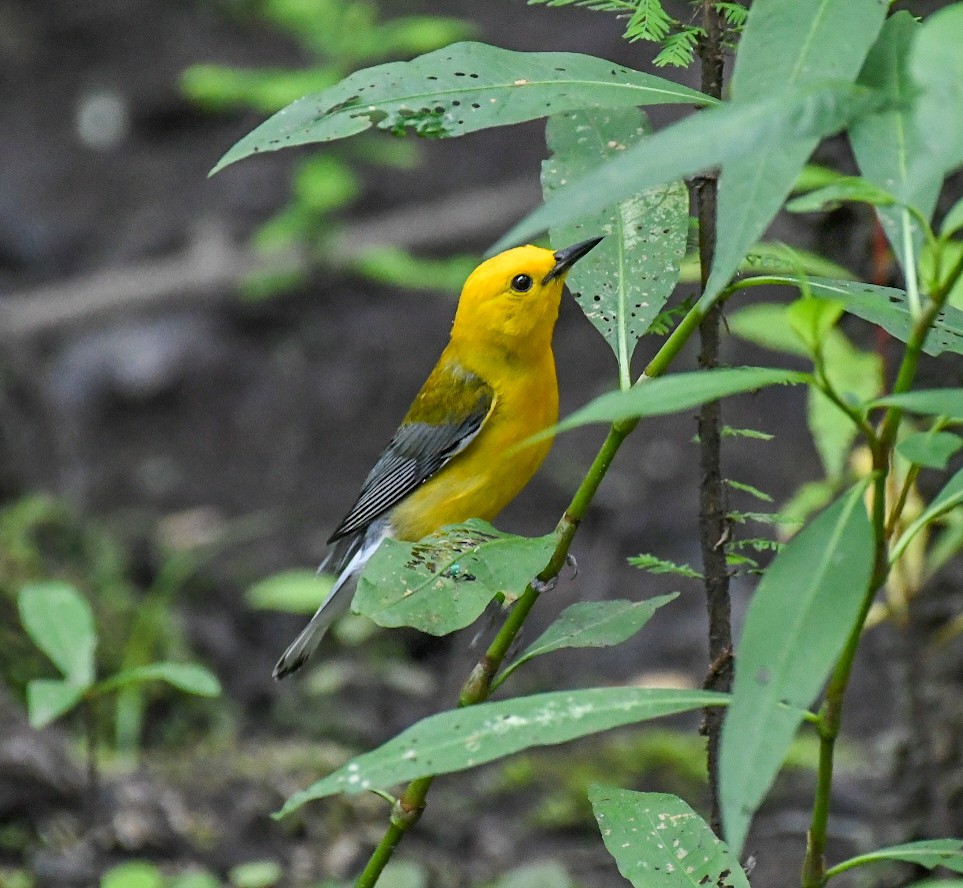 Prothonotary Warbler - ML619964085