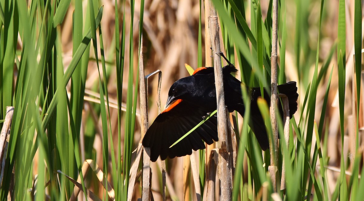 Red-winged Blackbird - ML619964092
