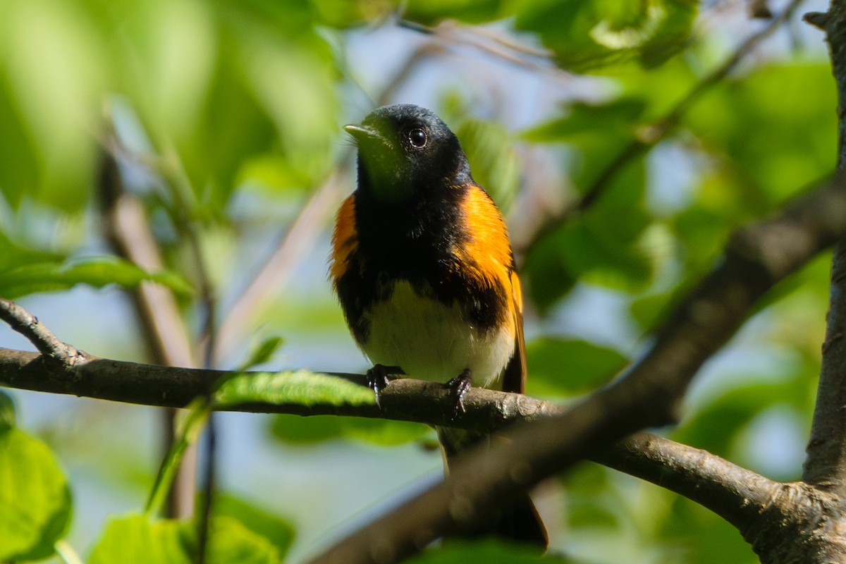 American Redstart - ML619964094