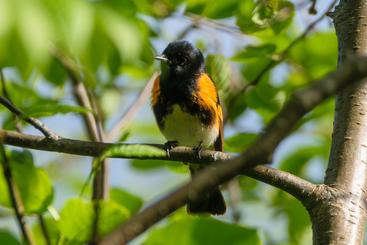 American Redstart - ML619964095