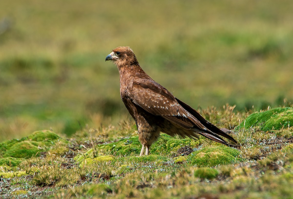 Caracara Andino - ML619964104