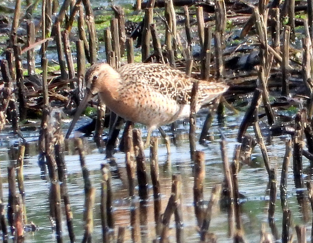 kortnebbekkasinsnipe - ML619964112