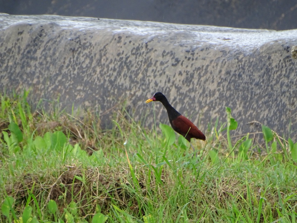 Wattled Jacana - ML619964113