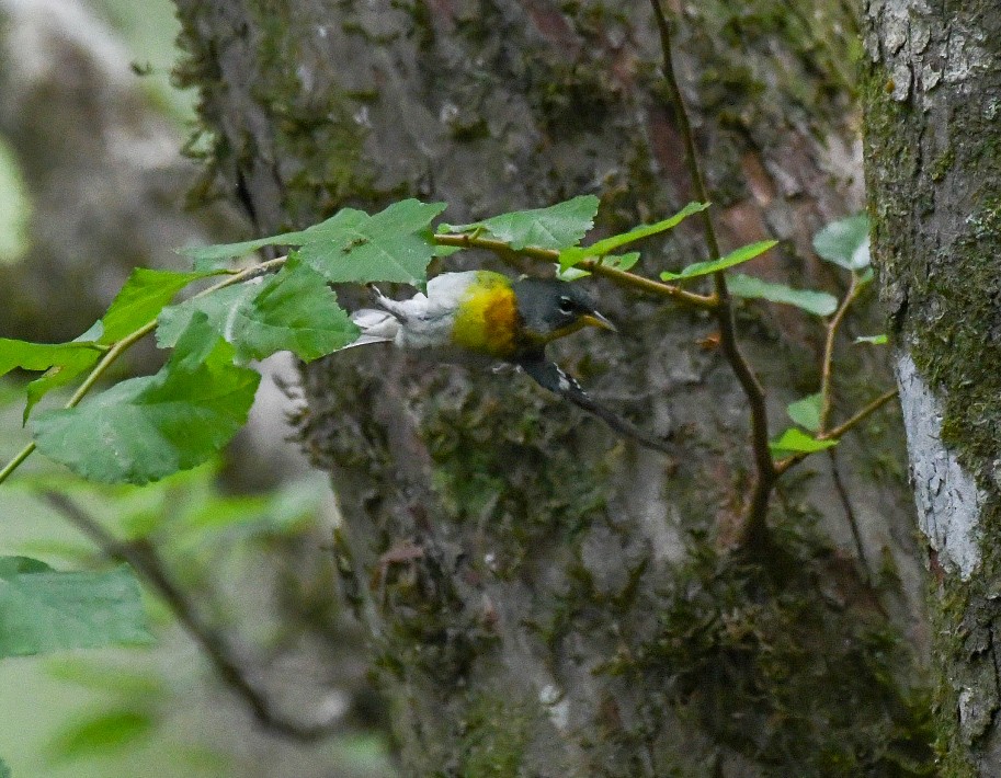 Northern Parula - ML619964114