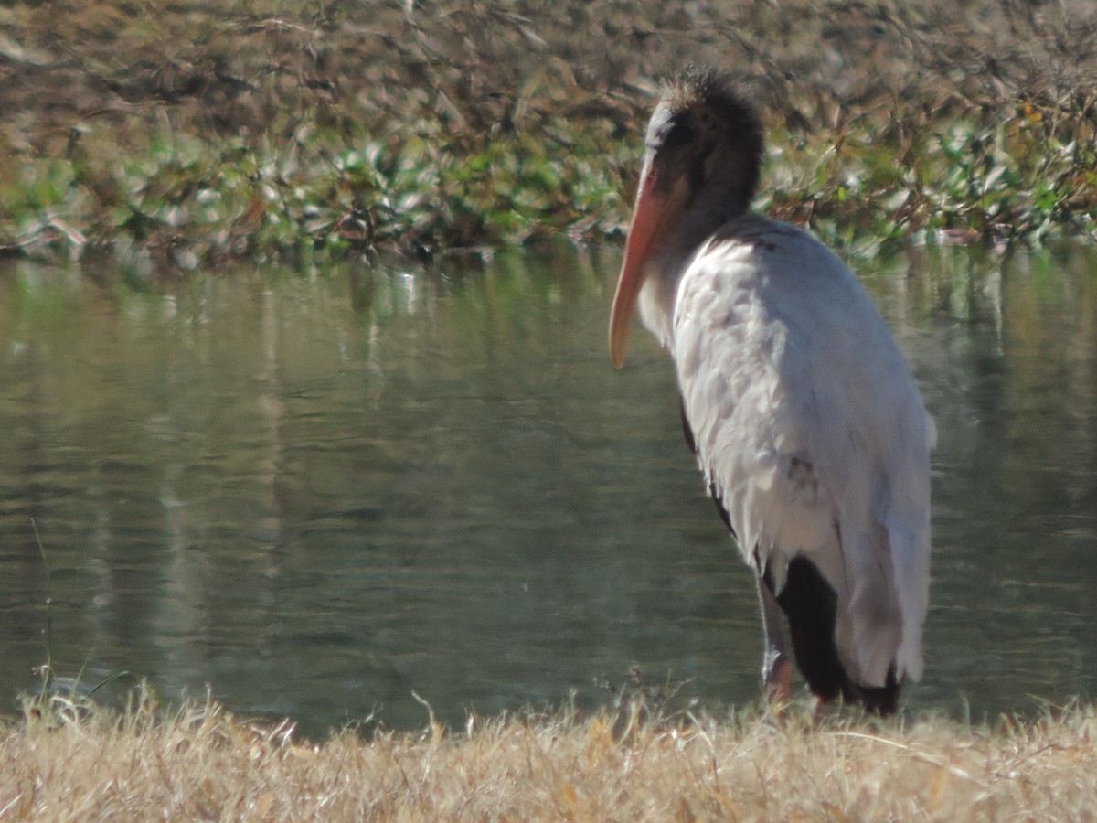 Wood Stork - ML619964128