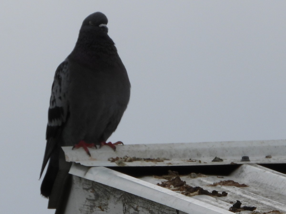 Rock Pigeon (Feral Pigeon) - ML619964137