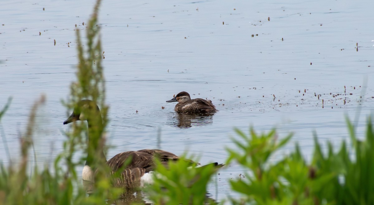 Ruddy Duck - ML619964148