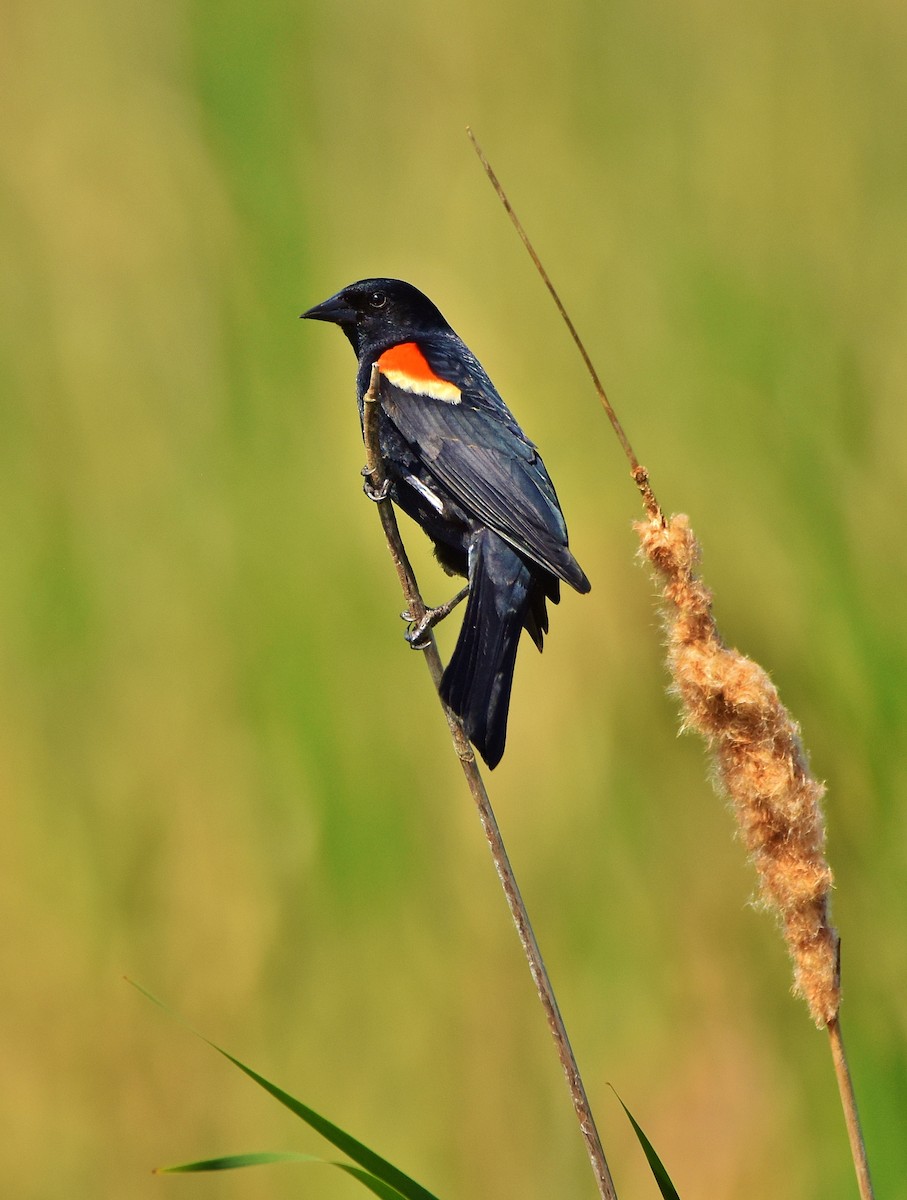 Red-winged Blackbird - ML619964155