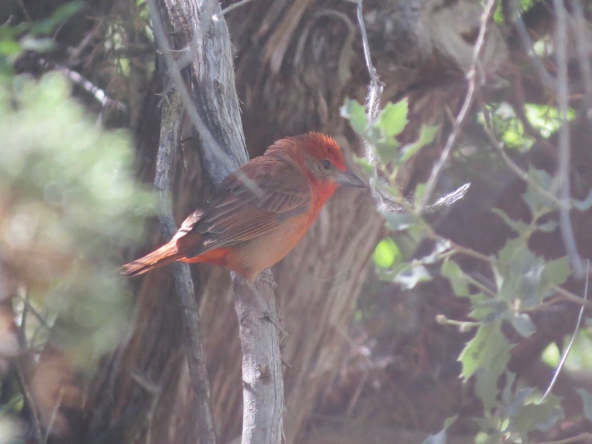 Hepatic Tanager - ML619964156