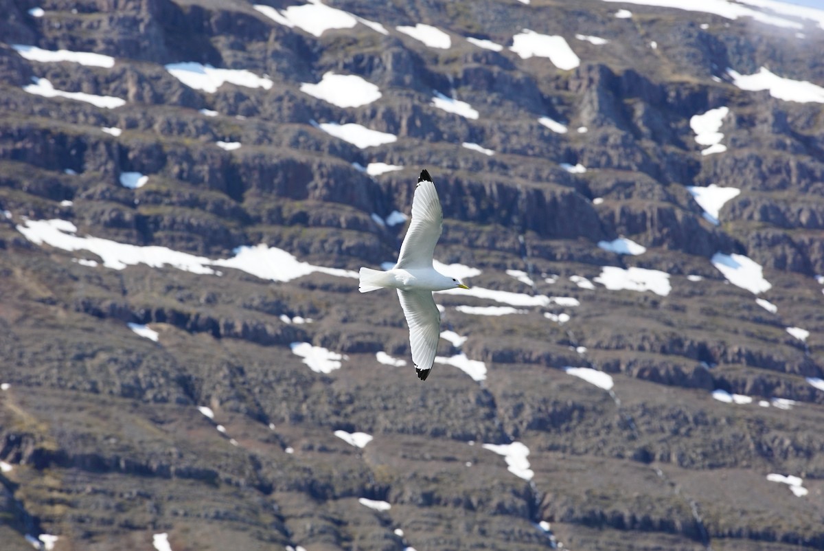 Common Gull - ML619964160