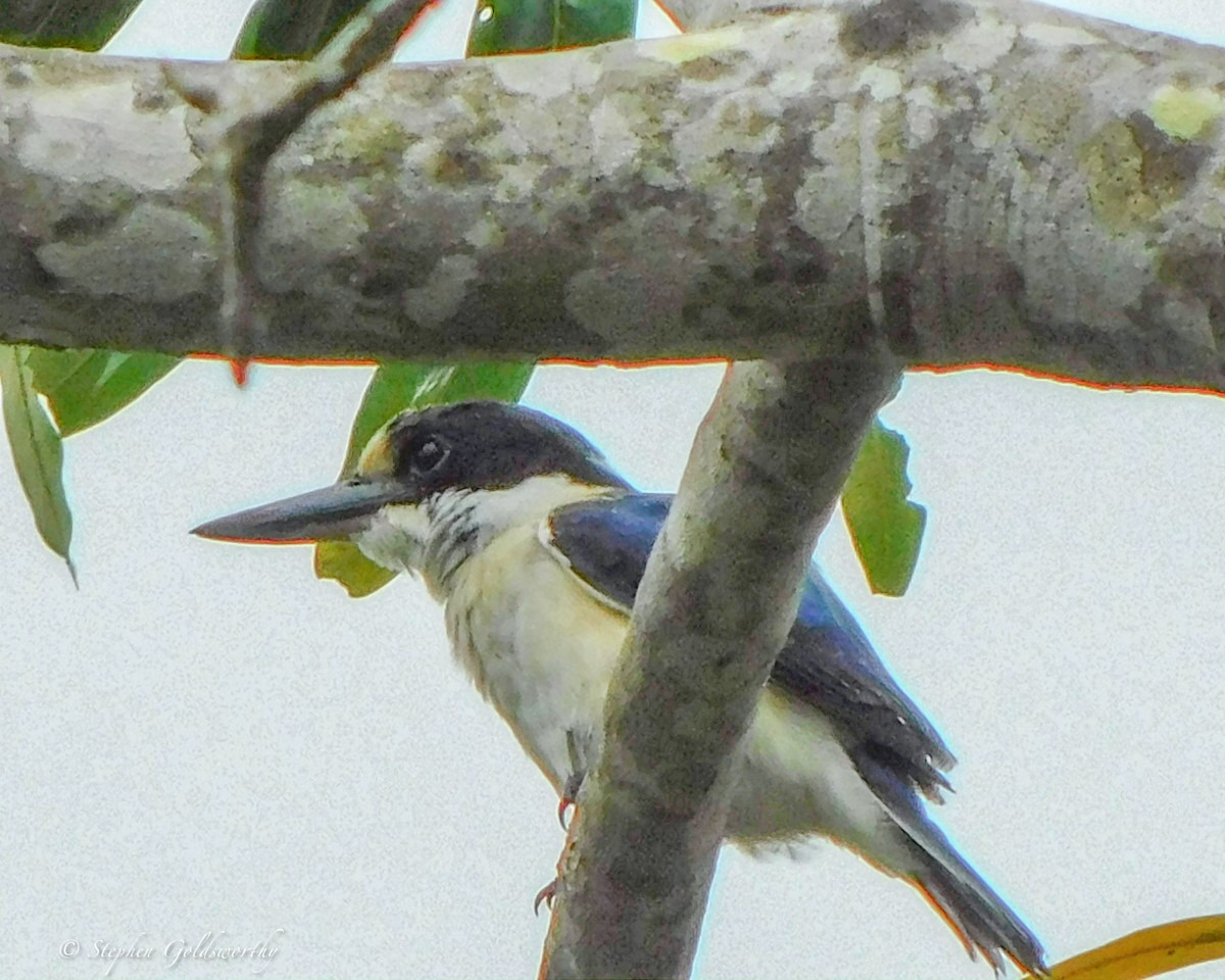 Forest Kingfisher - ML619964178