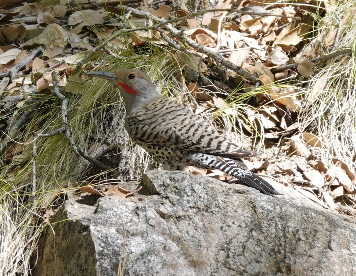 Northern Flicker - ML619964198