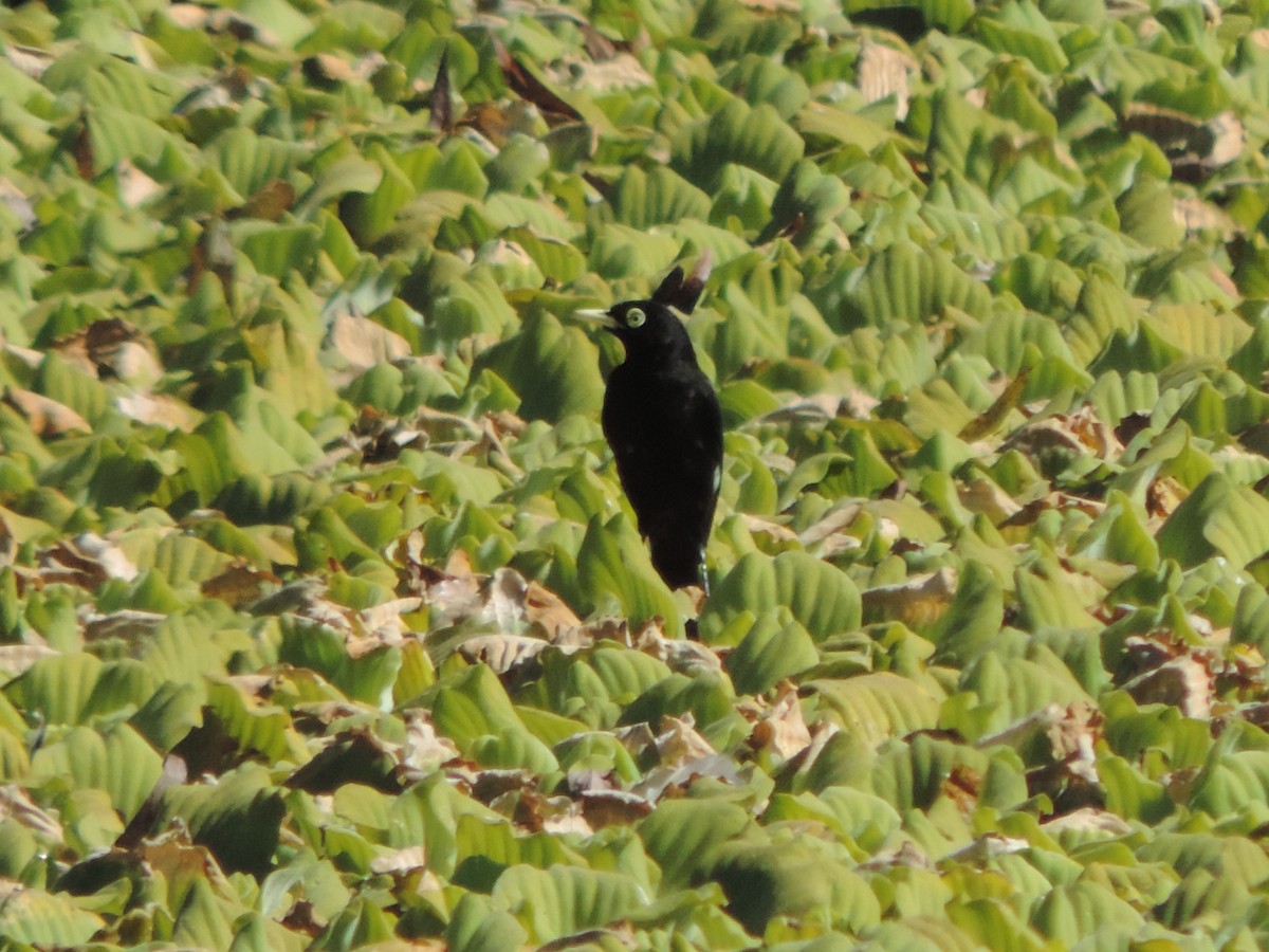 Spectacled Tyrant - ML619964201