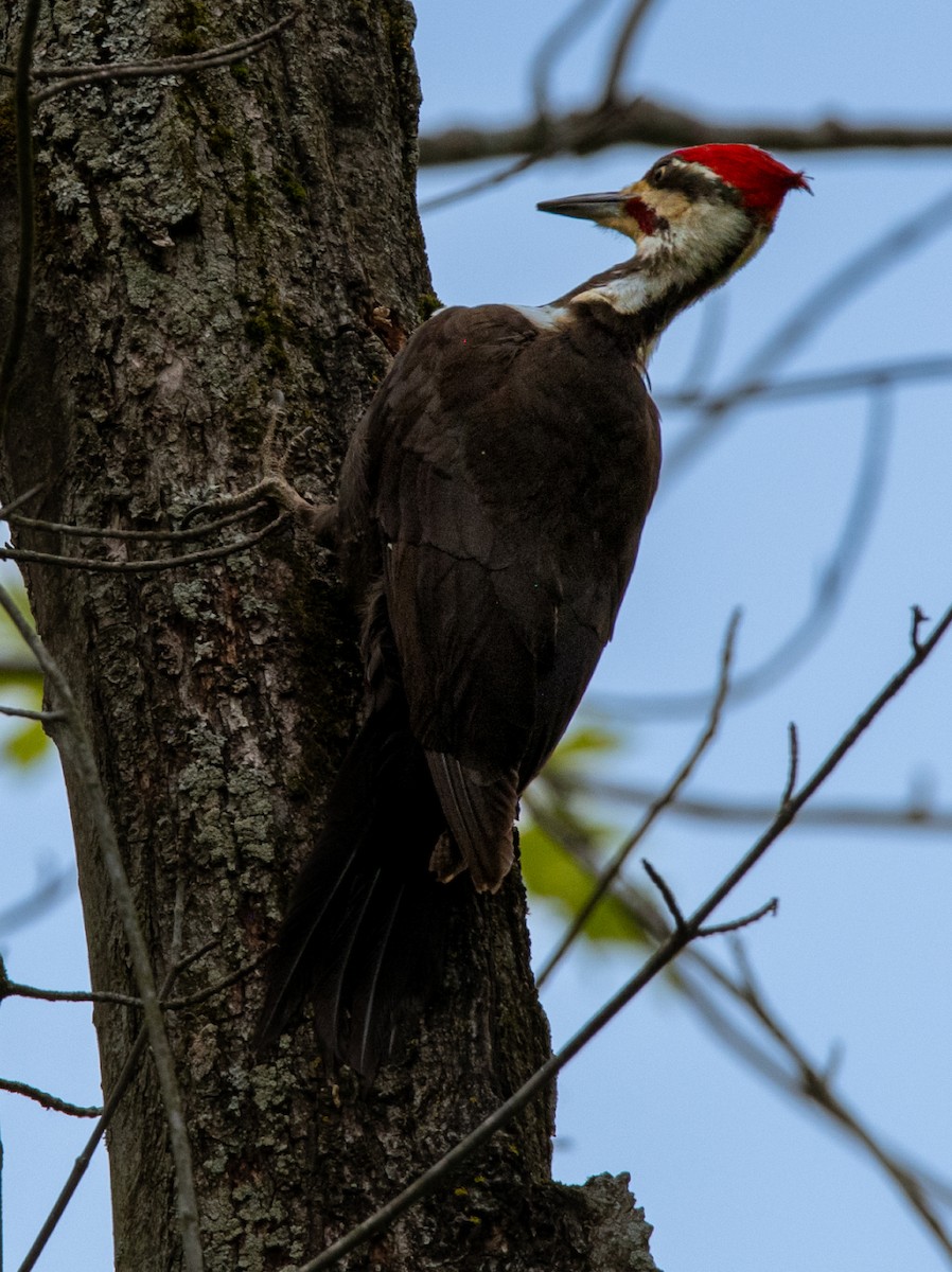 Pileated Woodpecker - ML619964205
