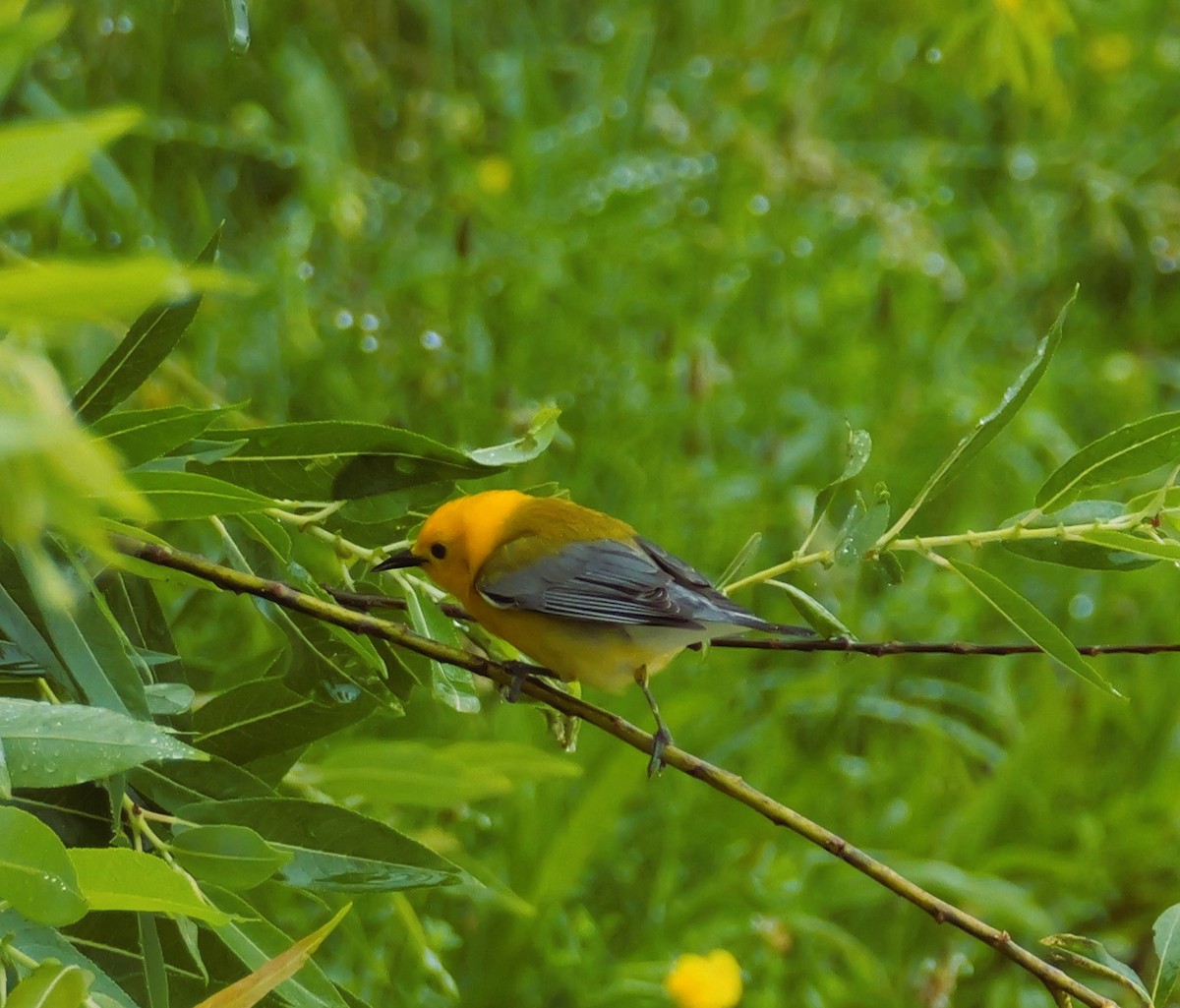 Prothonotary Warbler - ML619964212