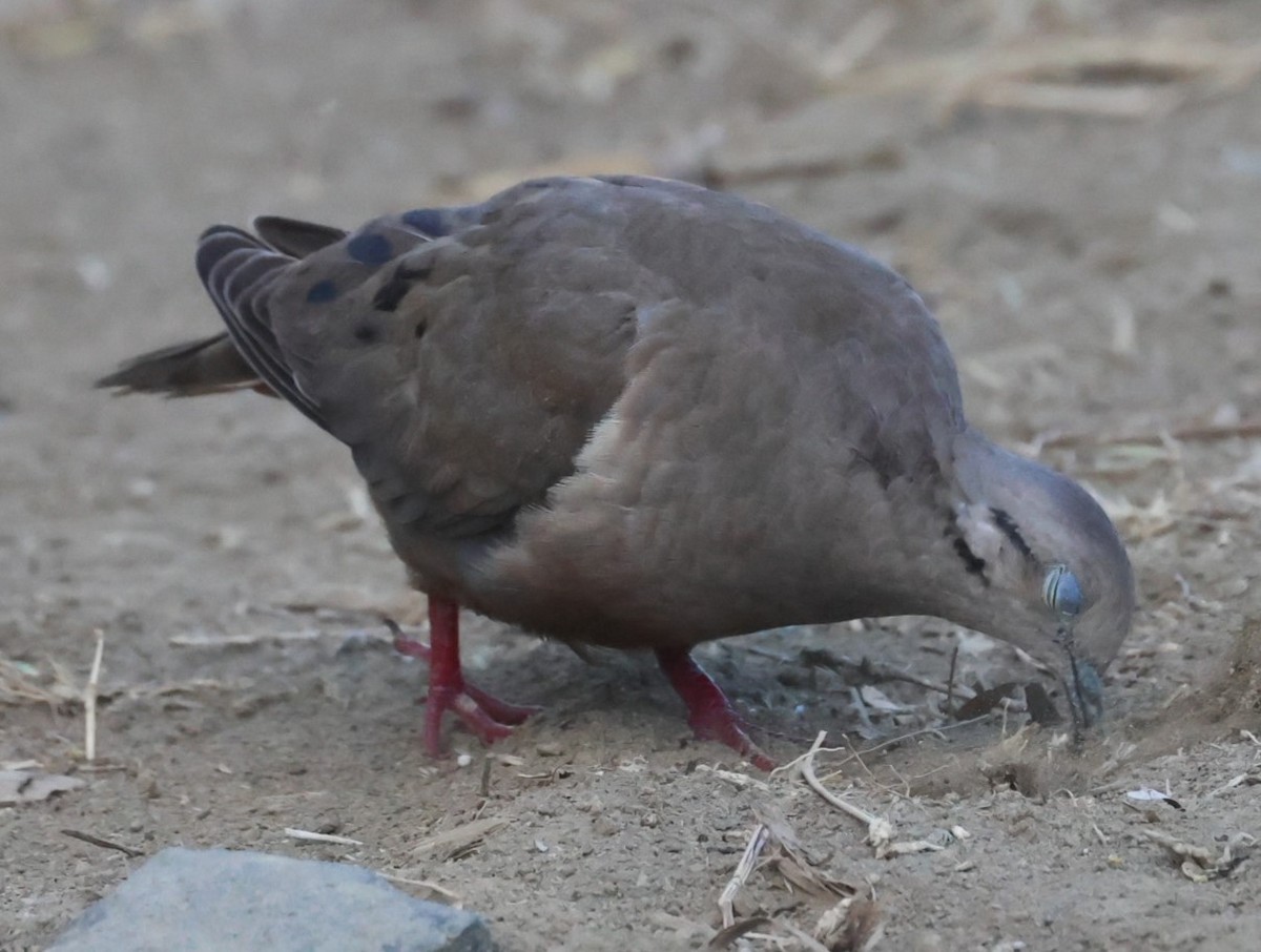 Eared Dove - ML619964219