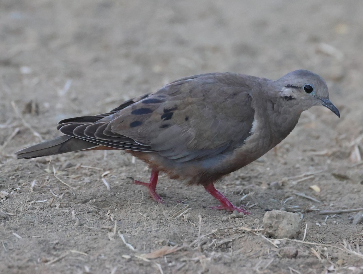 Eared Dove - Pam Rasmussen