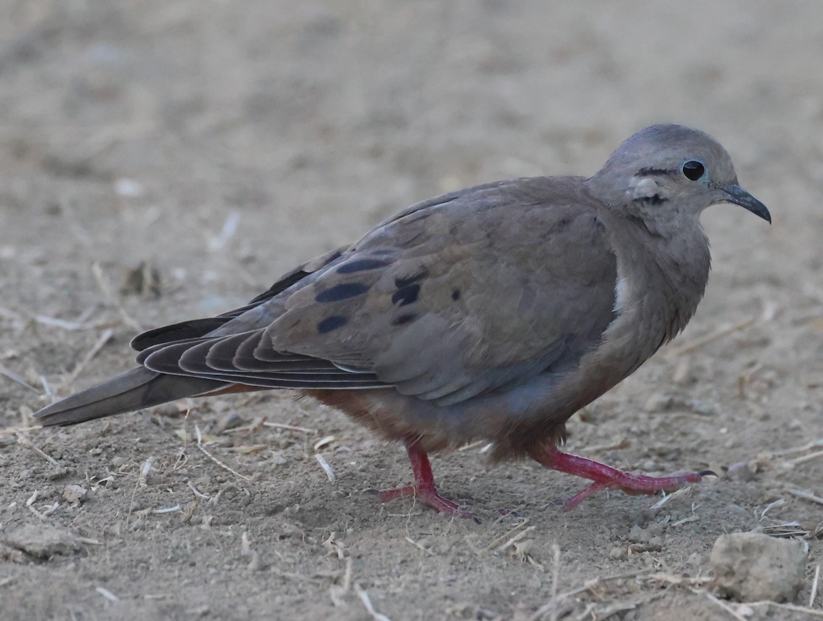 Eared Dove - Pam Rasmussen