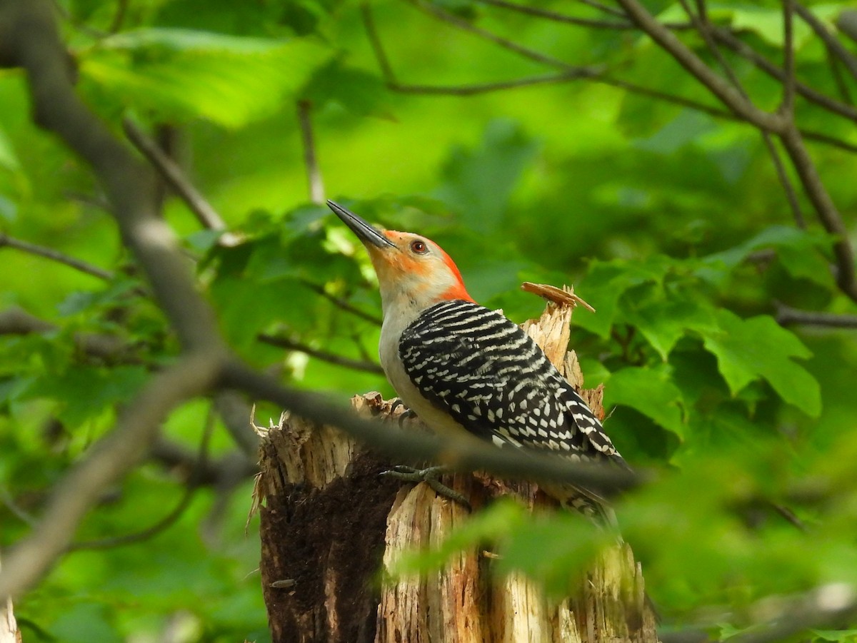 Red-bellied Woodpecker - ML619964226