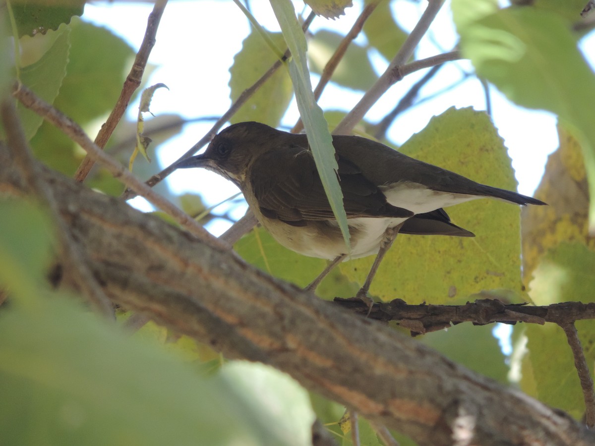 Creamy-bellied Thrush - ML619964229