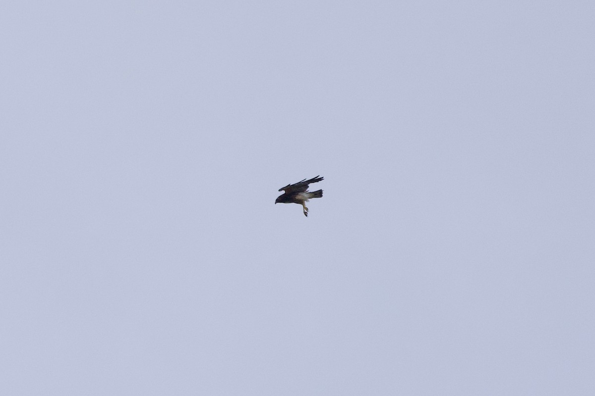 White-tailed Hawk - ML619964232