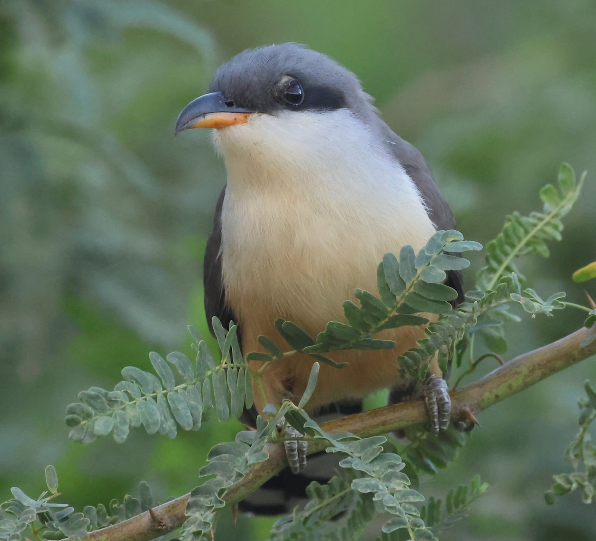 Mangrove Cuckoo - ML619964237