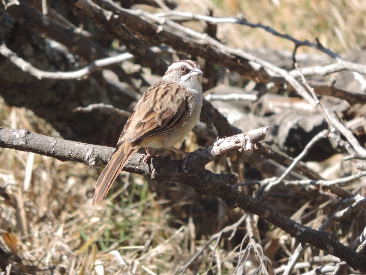 Yungas Sparrow - ML619964255