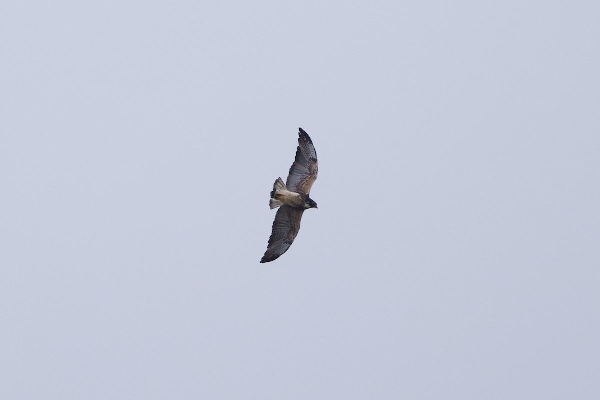 White-tailed Hawk - ML619964259